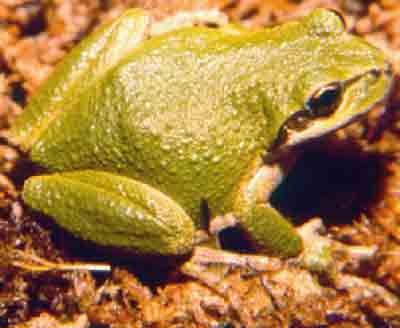 Fotka „The Pacific Tree frog Hyla Regilla is quite common in B.C.