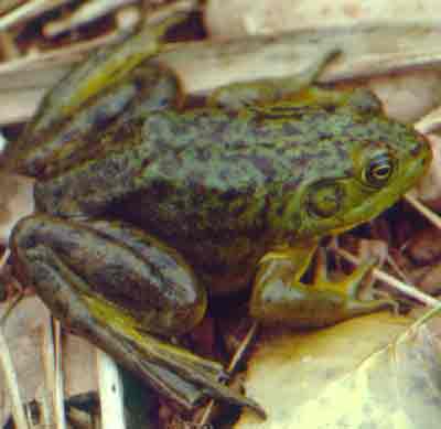 Essential Care Guide for the American Bullfrog (Rana catesbeiana) 🐸