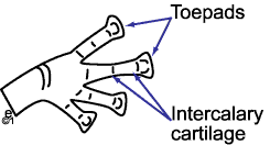 toepads