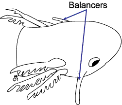 balancers