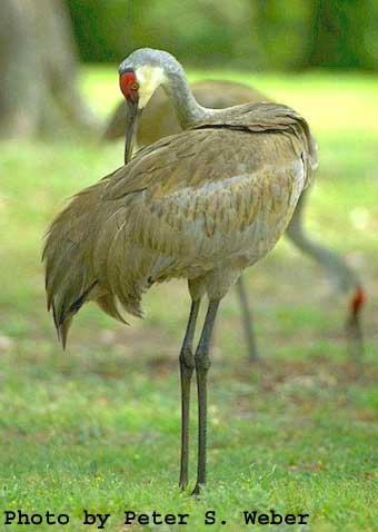 Species Profile: Sandhill Crane