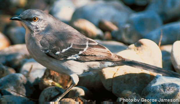 Northern mockingbird Species Account