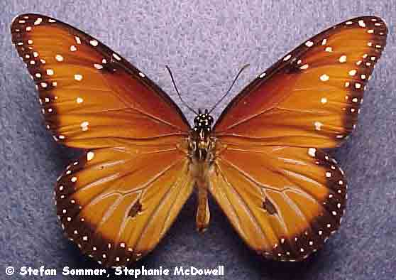 danaus_gilippus_top.jpg (38434 bytes)