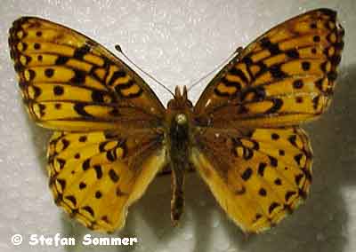 speyeria_atlantis_hesperis_top.jpg (11692 bytes)