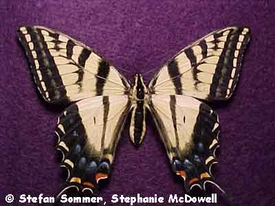 papilio_multicau_top.jpg (38186 bytes)