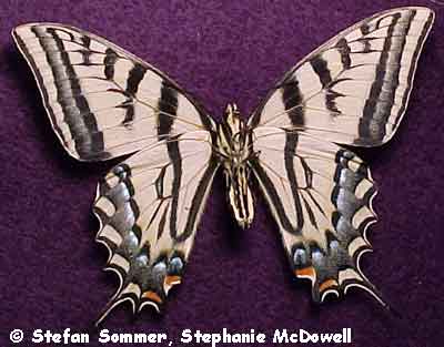 papilio_multicau_under.jpg (43623 bytes)