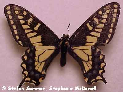 papilio_zelicaon_top.jpg (30973 bytes)