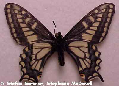 papilio_zelicaon_under.jpg (28171 bytes)