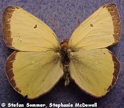colias_occident_male_top.jpg (35570 bytes)