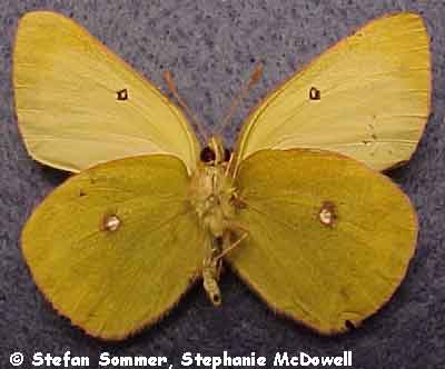 colias_occident_male_under.jpg (33745 bytes)