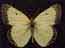 smColias_philodice_x1.jpg (1219 bytes)