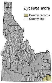 Lycaena_arota_lg.jpg (66123 bytes)