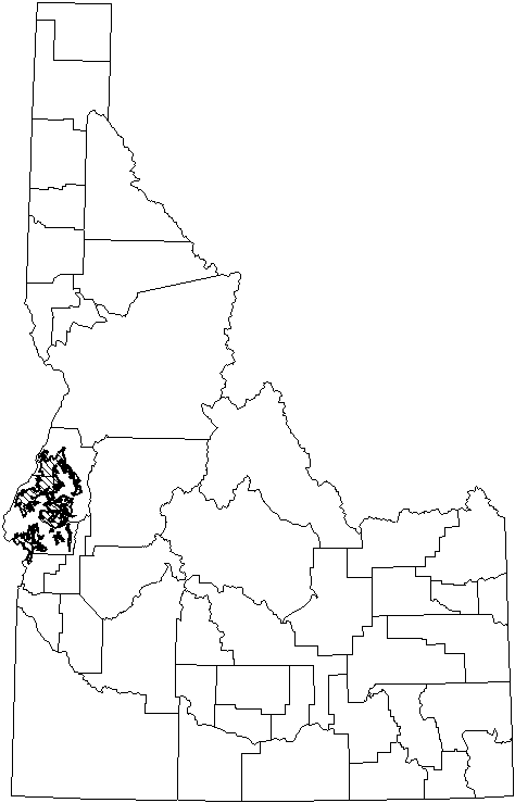 California Myotis.GIF (8999 bytes)