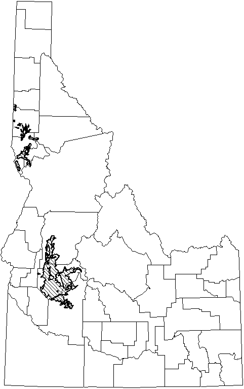 Fringed Myotis.gif (9875 bytes)