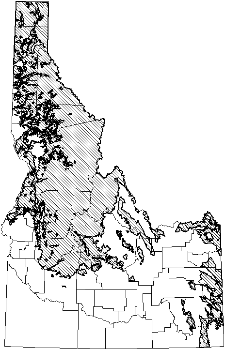 American Pika.gif (17778 bytes)