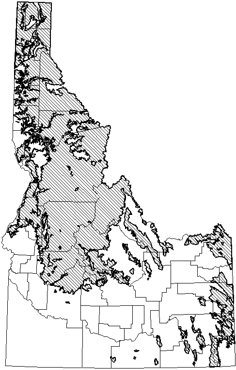 Snowshoe Hare.gif (19071 bytes)