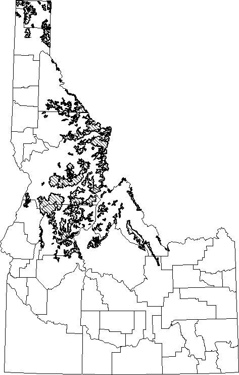 Hoary Marmot.gif (12751 bytes)