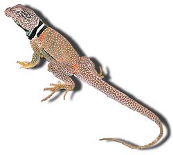 Crotaphytus bicinctores Mojave Black collared Lizard