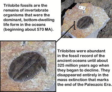 actual remains fossils