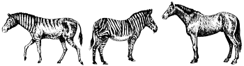 Hagerman horse, Grevy's Zebra, Modern Thoroughbred